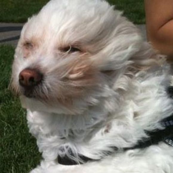 Meet your Posher, Sharon - Picture 1 of 1